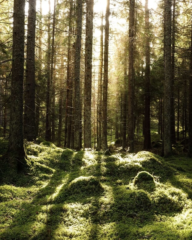 shutterstock_1201013188-1-1