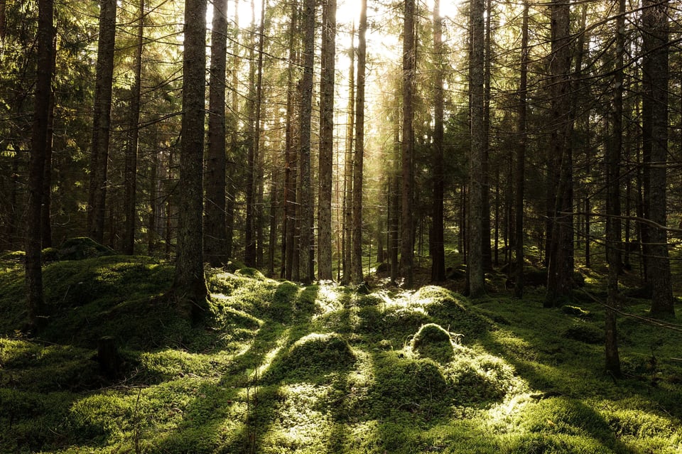 shutterstock_1201013188