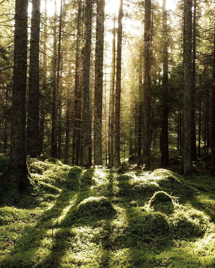 shutterstock_1201013188-1-1